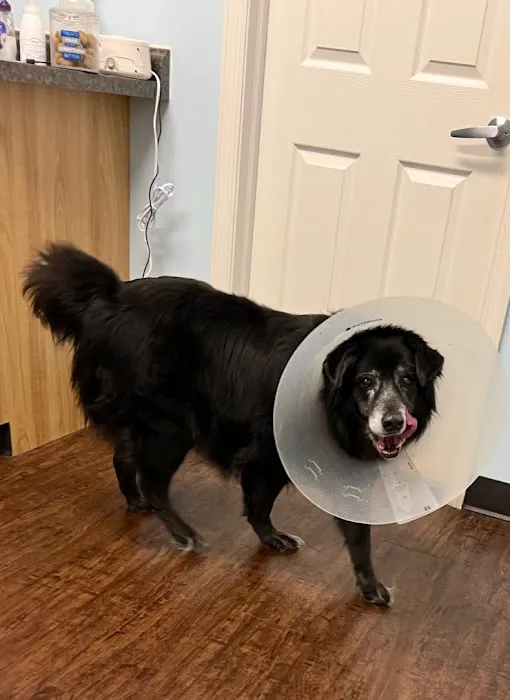 Bailey Animal Clinic, Inc. Picture 7
