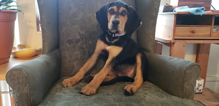 Bailey Animal Clinic, Inc. Picture 8