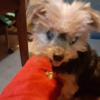 Wingfield Charles DVM ico
