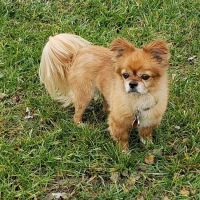 Animal Wellness Hospital ico
