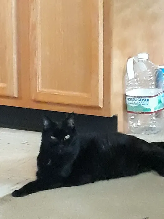 Animal Wellness Hospital Picture 4