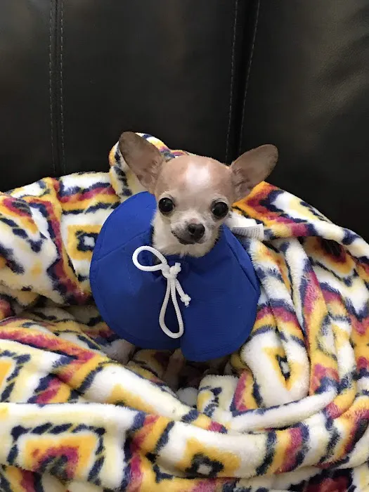 Animal Wellness Hospital Picture 5