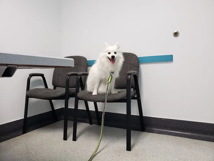 Animal Wellness Hospital Picture 8