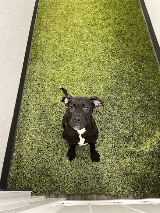 My Pet's Vet Eastgate Picture 2