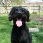 Veterinary Oncology & Referral