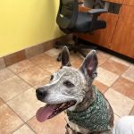 Banfield Pet Hospital