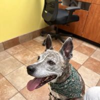 Banfield Pet Hospital ico