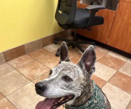 Banfield Pet Hospital