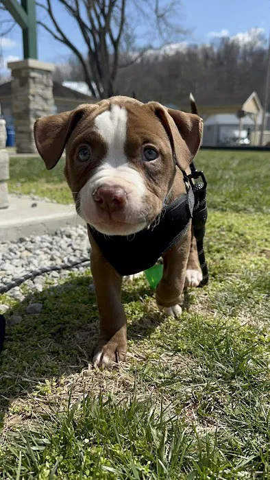 Banfield Pet Hospital Picture 10