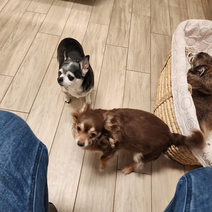 Main Street Animal Hospital Picture 10
