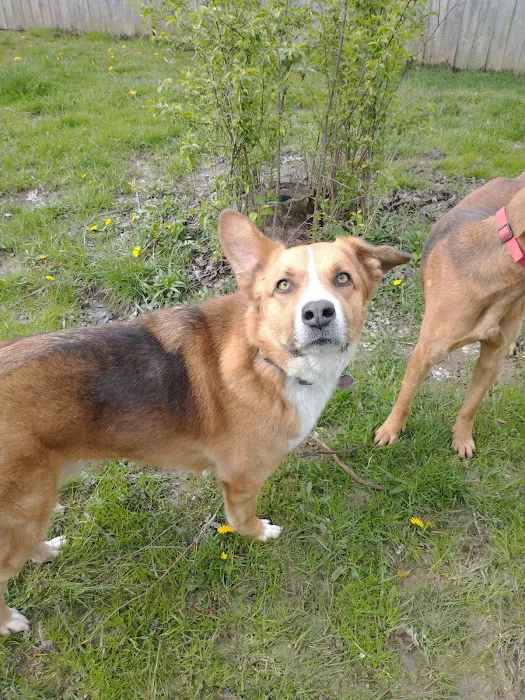 Withamsville Animal Hospital Picture 1