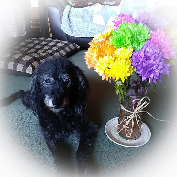 Withamsville Animal Hospital Picture 5