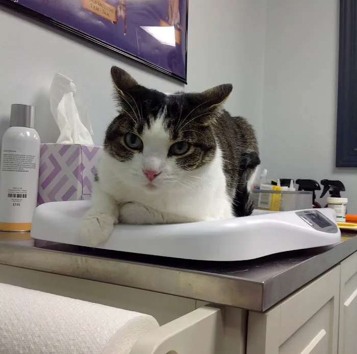 Companion Animal Medical Centre Picture 2