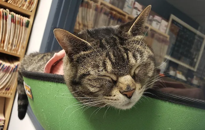 Companion Animal Medical Centre Picture 1
