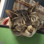Companion Animal Medical Centre