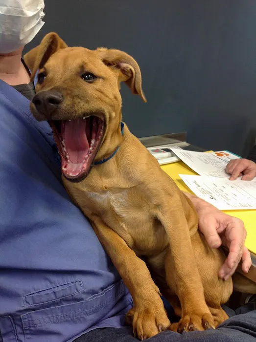 Companion Animal Medical Centre Picture 5