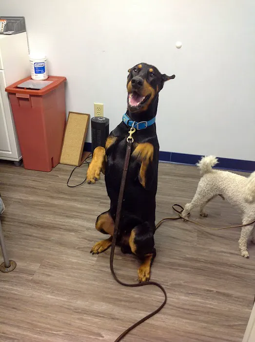 Companion Animal Medical Centre Picture 8