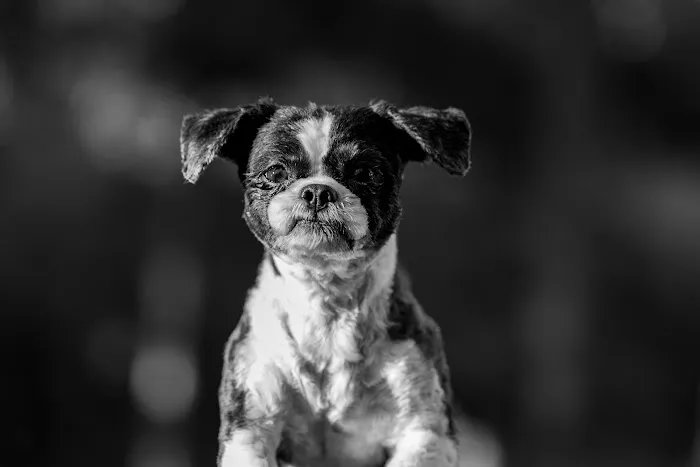Gallardo Family Animal Hospital Picture 3