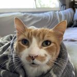 East Hills Veterinary Clinic