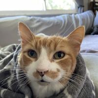 East Hills Veterinary Clinic ico