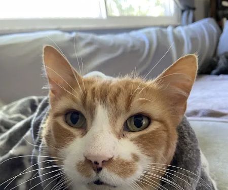 East Hills Veterinary Clinic