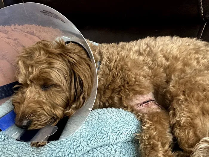 East Hills Veterinary Clinic Picture 5