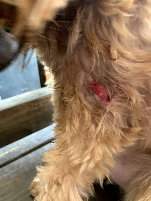 East Hills Veterinary Clinic Picture 8