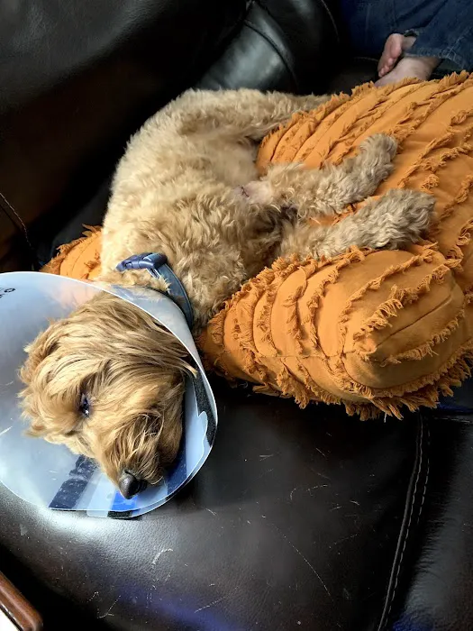 East Hills Veterinary Clinic Picture 10