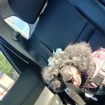 Petco Vaccination Clinic