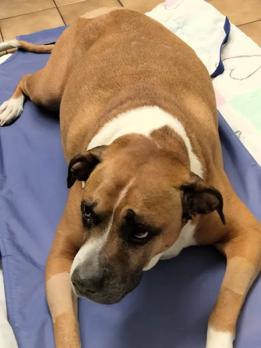Milford Village Veterinary Clinic Picture 5