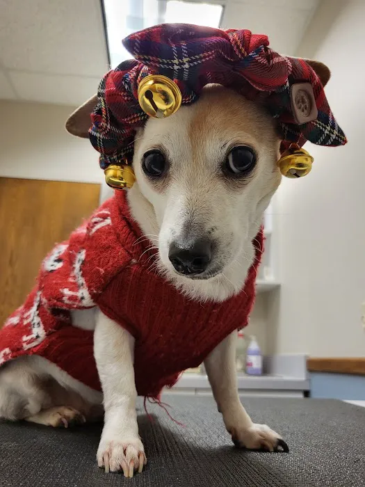 Suburban Veterinary Clinic Picture 3