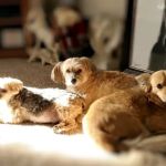 Dr. Sue's Animal Clinic