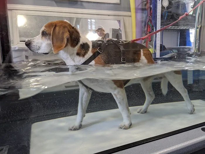 Veterinary Alternatives Centerville Picture 8