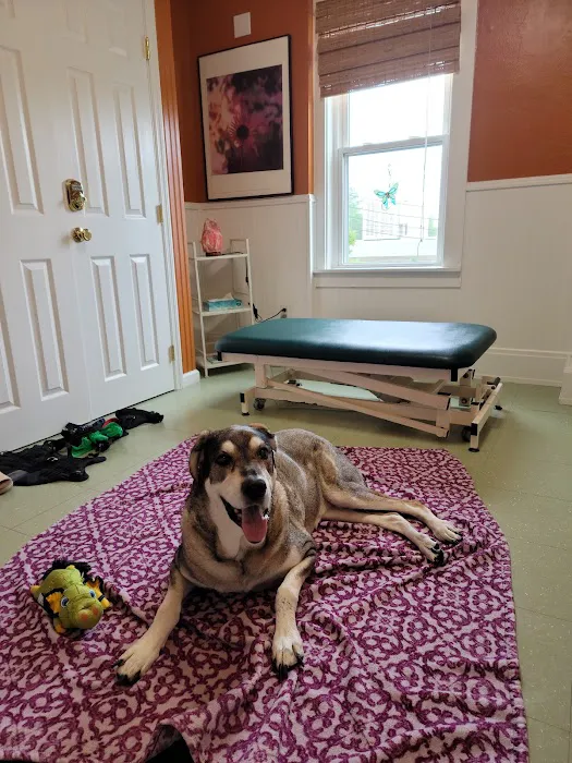 Veterinary Alternatives Centerville Picture 2