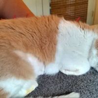 Veterinary Alternatives Centerville ico