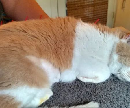 Veterinary Alternatives Centerville