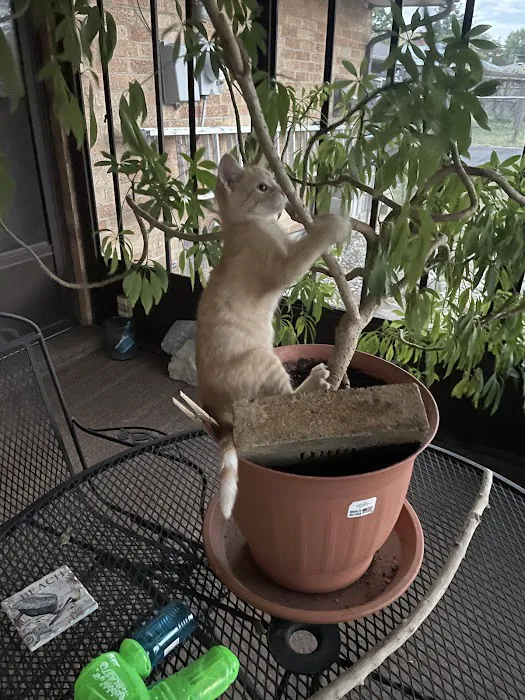 Scratching Post Cat Hospital & Retreat Picture 1