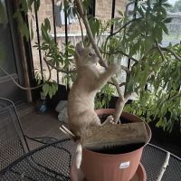 Scratching Post Cat Hospital & Retreat ico