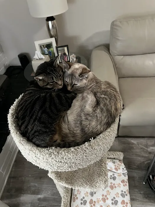 Scratching Post Cat Hospital & Retreat Picture 2