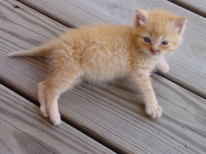 Scratching Post Cat Hospital & Retreat Picture 5