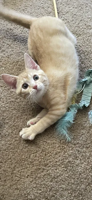 Scratching Post Cat Hospital & Retreat Picture 4