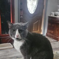Springboro Veterinary Hospital and Urgent Care. ico