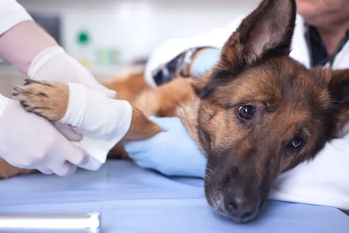 Springboro Veterinary Hospital and Urgent Care. Picture 4