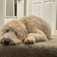 Bigger Road Veterinary Center ico