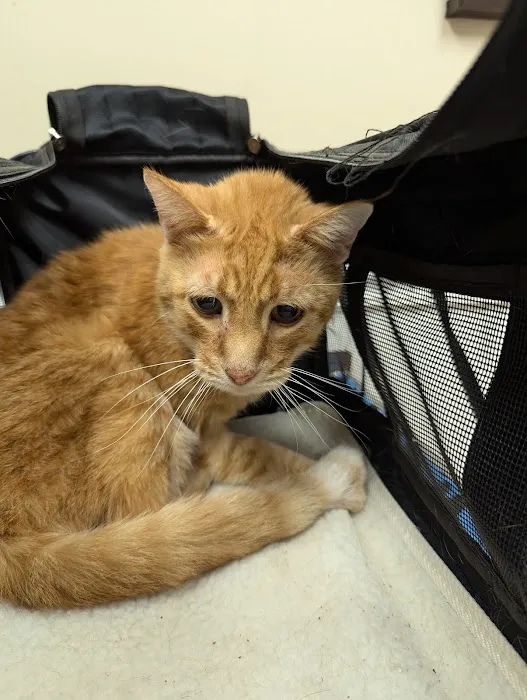 Alpha Veterinary Clinic Picture 6