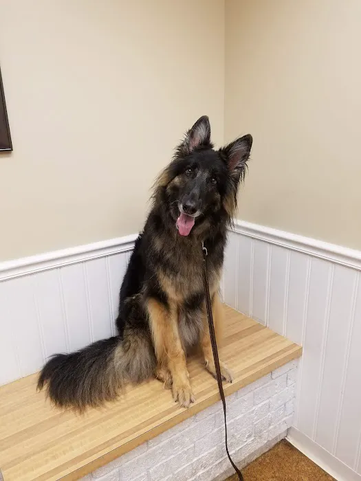 Alpha Veterinary Clinic Picture 4