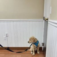 Alpha Veterinary Clinic ico