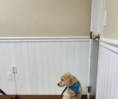 Alpha Veterinary Clinic
