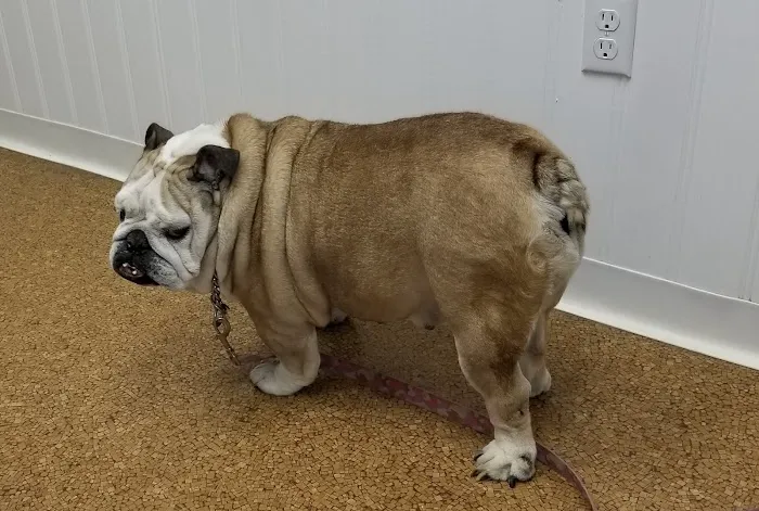 Alpha Veterinary Clinic Picture 8
