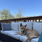 AcutePet Urgent Care